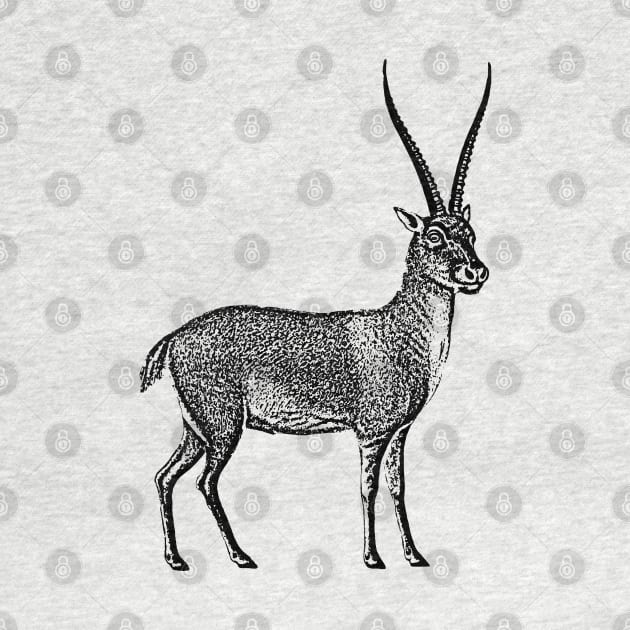 Antelope. by Alekxemko